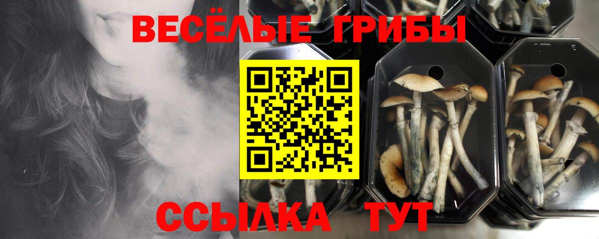 Октябрьский  Псилоцибиновые грибы Psilocybine cubensis  Вход с VPN 